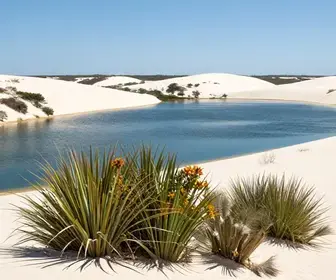 Descubra a Flora Exuberante dos Lençóis Maranhenses