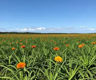 Explorando o Mandacaru em Barreirinha: Uma Atração Cultural e Natural