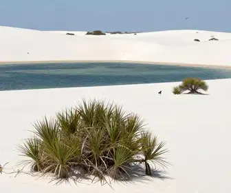 Explorando os Ecossistemas dos Lençóis Maranhenses: Beleza Natural e Biodiversidade