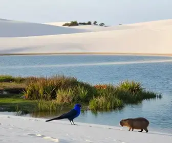 Vida Selvagem dos Lençóis Maranhenses: Animais e Biodiversidade